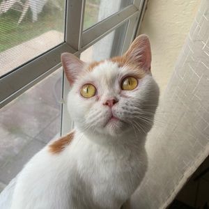 Meet your Posher, Flavia